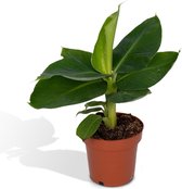 Hello Plants Musa Oriental Dwarf Bananenplant - Ø 12cm - Hoogte: 25 cm - Kamerplant