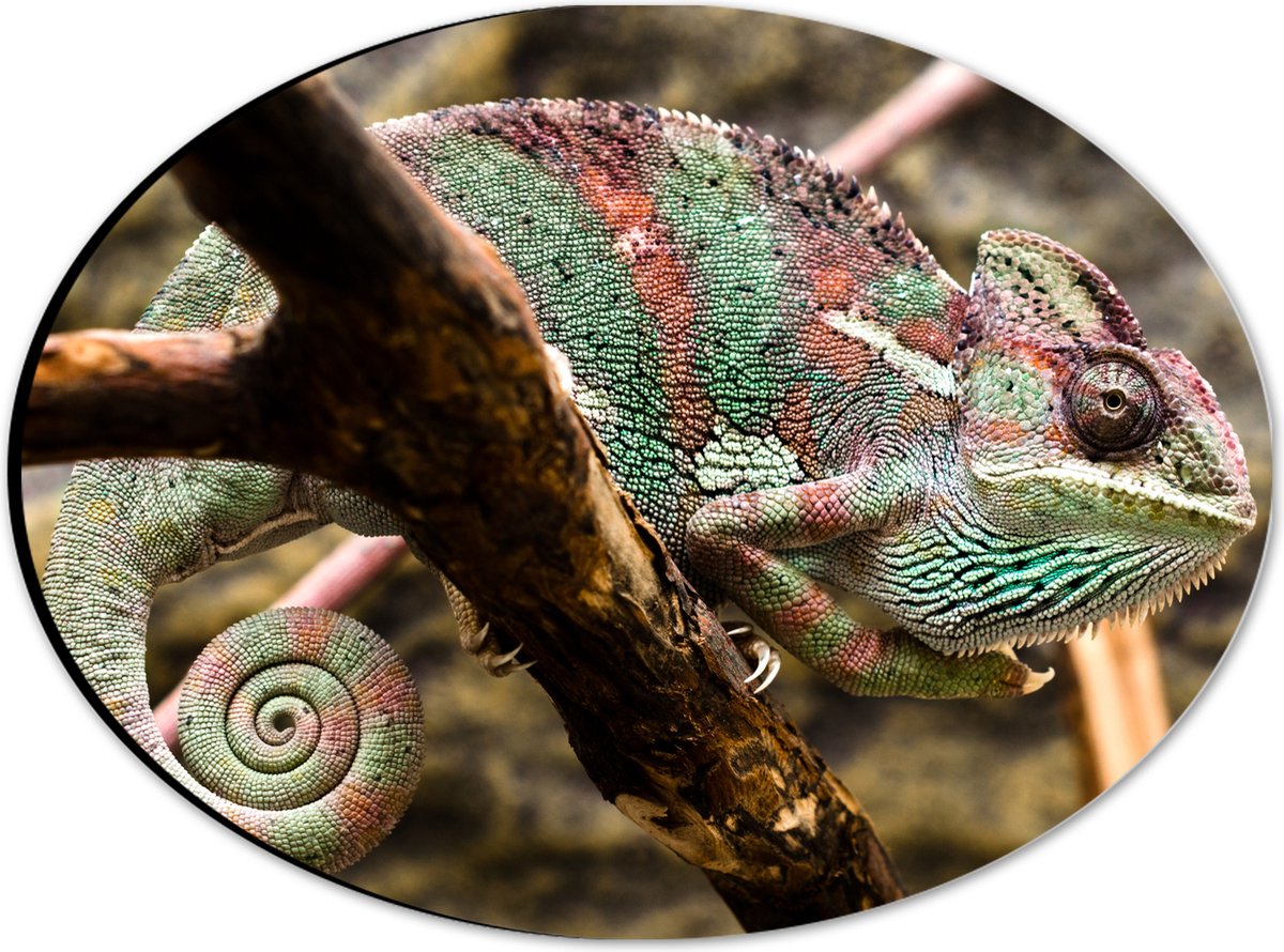 Dibond Ovaal - Gesluierde kameleon zit op boomtak - 28x21 cm Foto op Ovaal (Met Ophangsysteem)