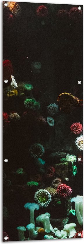 Tuinposter – Zee - Onderwaterleven - Koraal - Bloemdieren - 50x150 cm Foto op Tuinposter (wanddecoratie voor buiten en binnen)