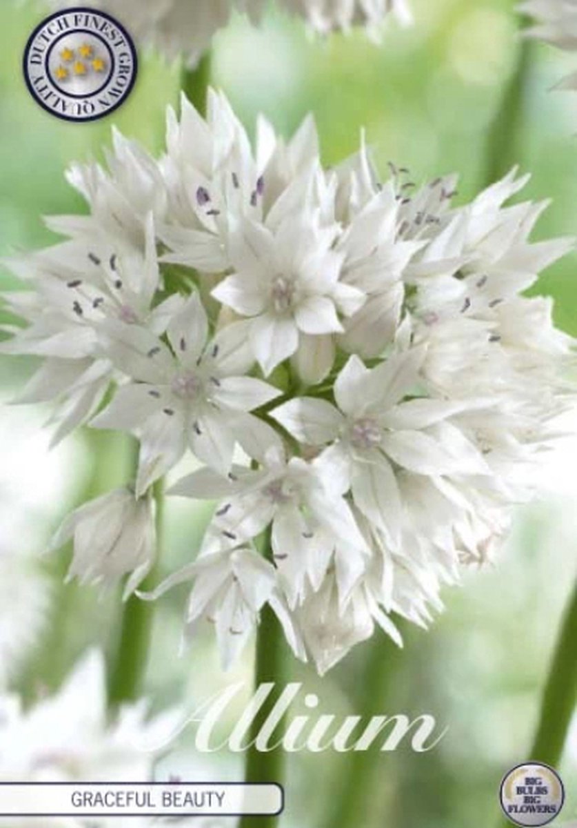 Gracefull Beauty Allium Bloembollen 5 stuks bolmaat 6/8