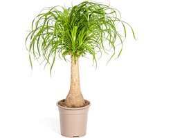 "Olifantspoot", Groene Kamerplant op stam, onderhoudsarm, Tropische uitstraling, Beaucarnea Recurvata Stam Ø21cm - 70cm