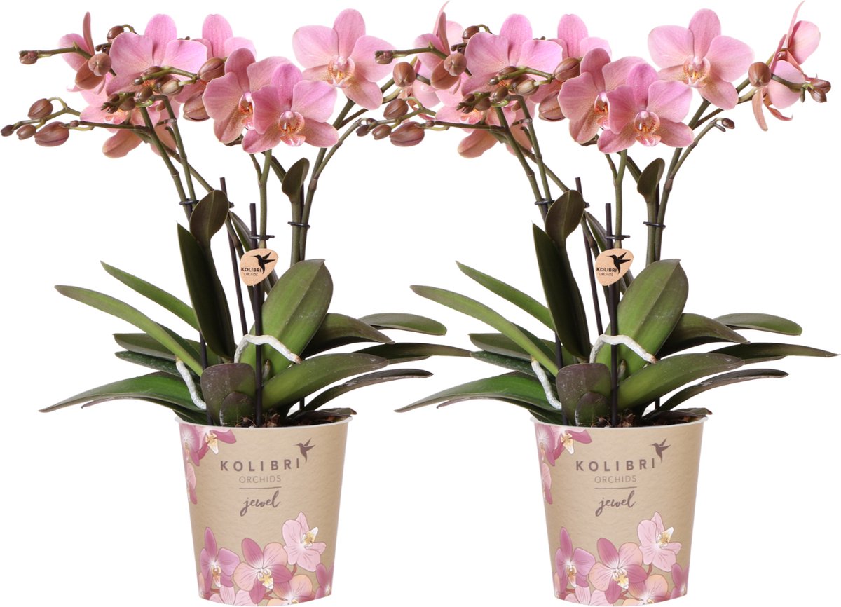 Green Harmony | COMBI DEAL van 2 oud roze Phalaenopsis orchideeën - Treviso - potmaat Ø12cm | bloeiende kamerplant - vers van de kweker