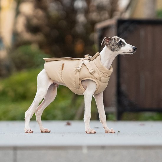 Greyhound in beige hondenjas met gestreepte vacht, detail van de rug.