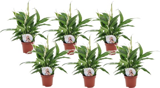 Plant in a Box - Spathiphyllum 'Lepelplant' - Set van 6 - Luchtzuiverend - Kamerplant - Pot 12cm - Hoogte 30-40cm