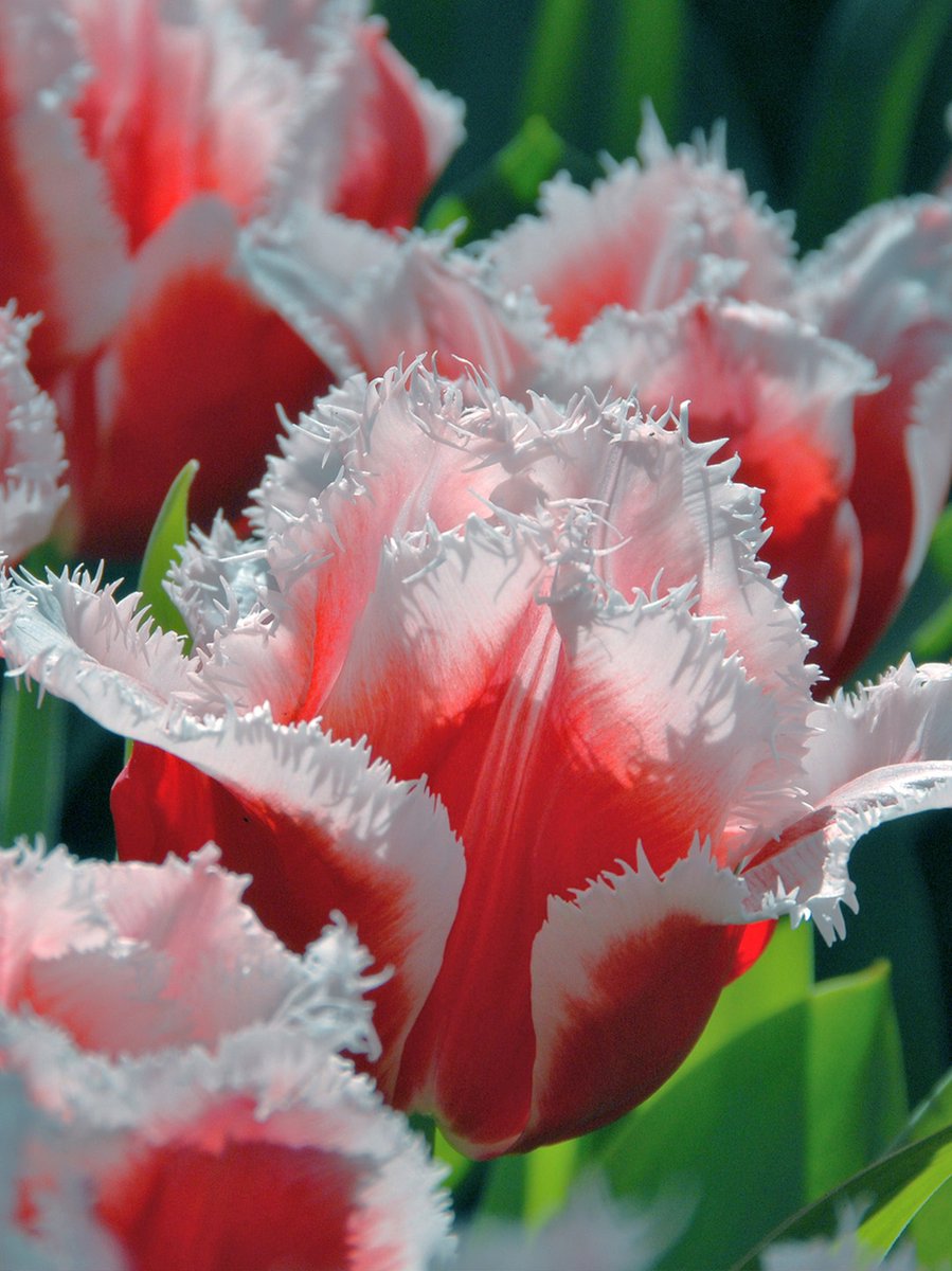 Tulp Canasta® | 10 stuks | Gefranjerd | Rood | Wit | Tulpenbollen