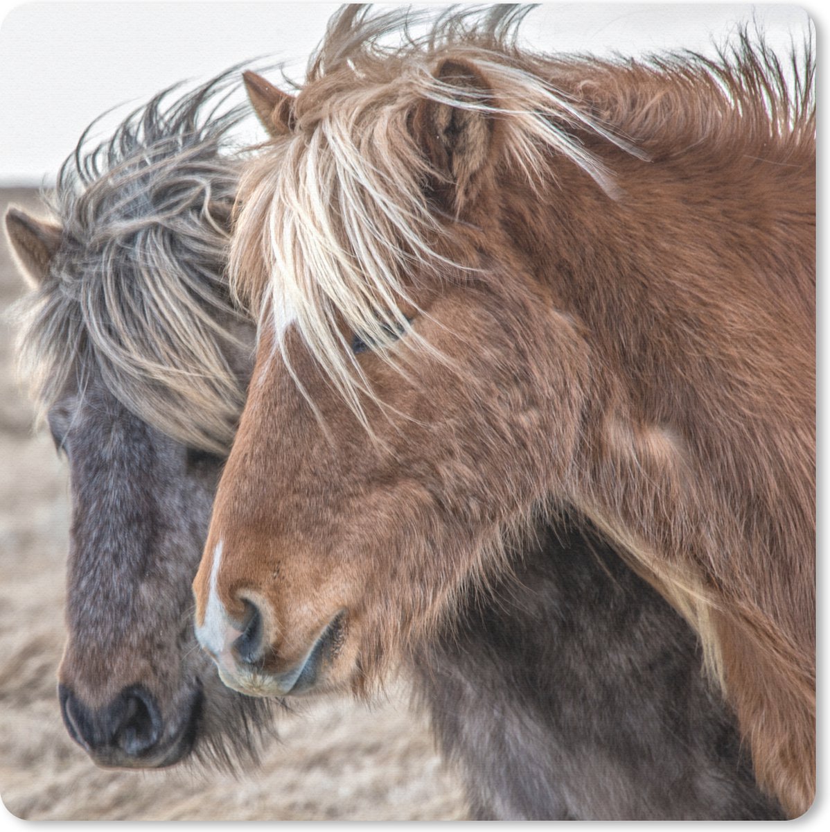 Muismat 20x20 cm - Mousepad Paarden - Natuur - Macro - Muismatten