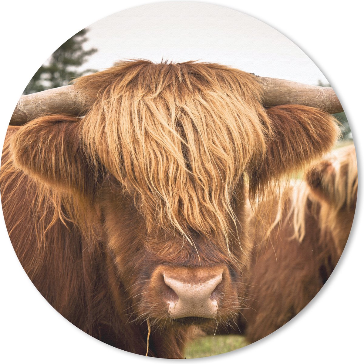 Muismat rond 30x30 cm - Mousepad Schotse Hooglanders - Bruin - Gras - Ronde muismatten