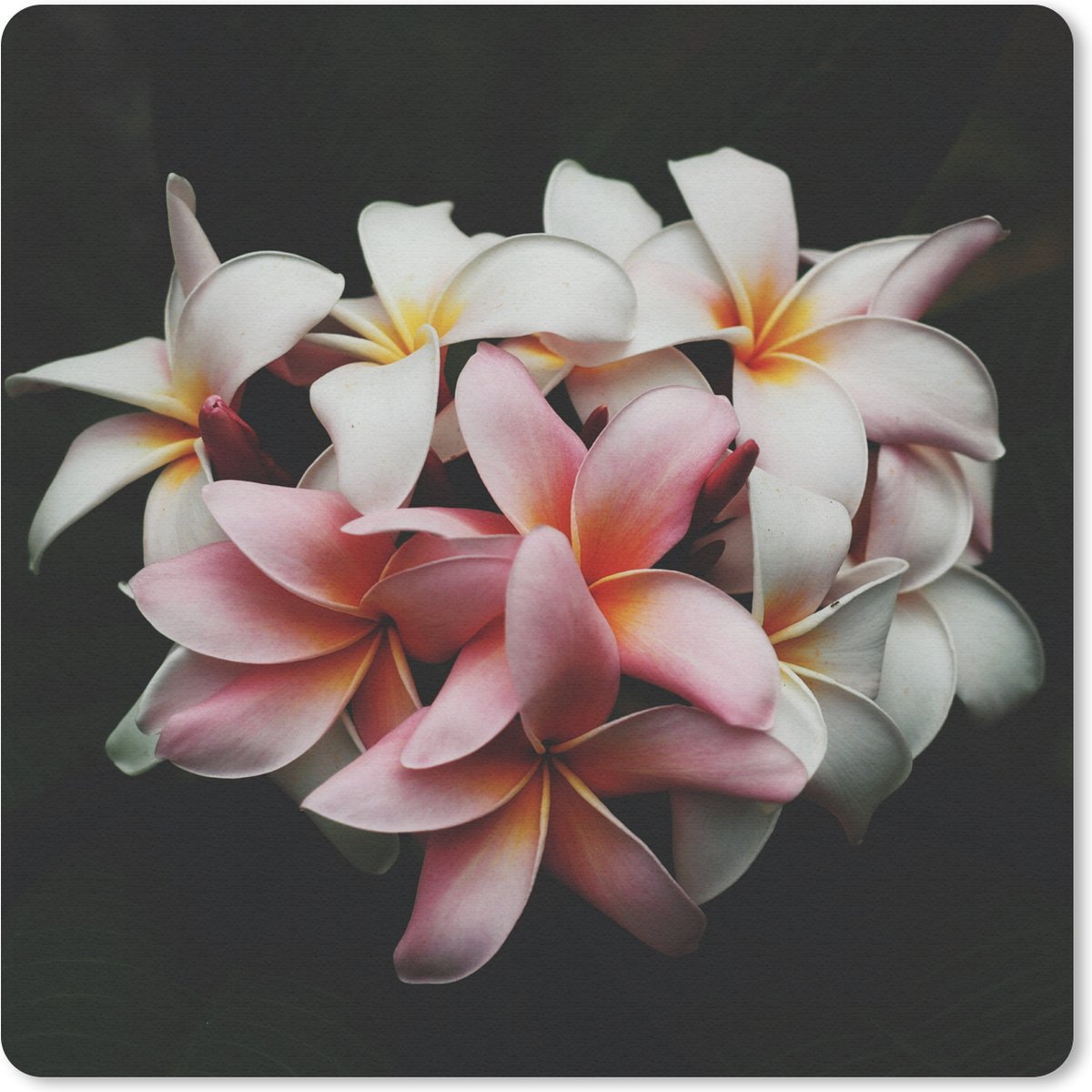 Muismat 20x20 cm - Mousepad Bloemen - Roze - Zwart - Flora - Botanisch - Muismatten