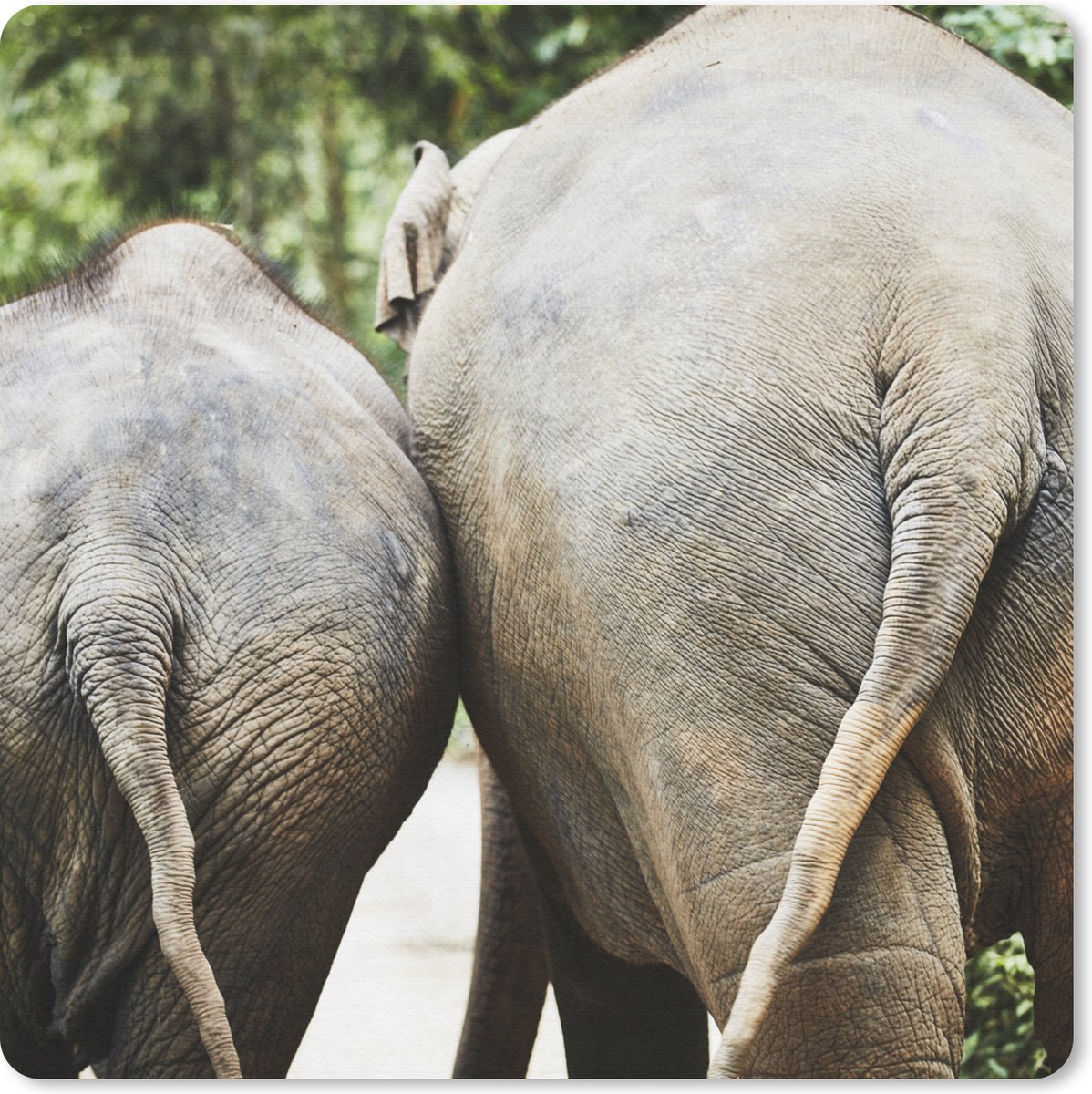 Muismat 20x20 cm - Mousepad Olifant - Dieren - Grijs - Natuur - Muismatten