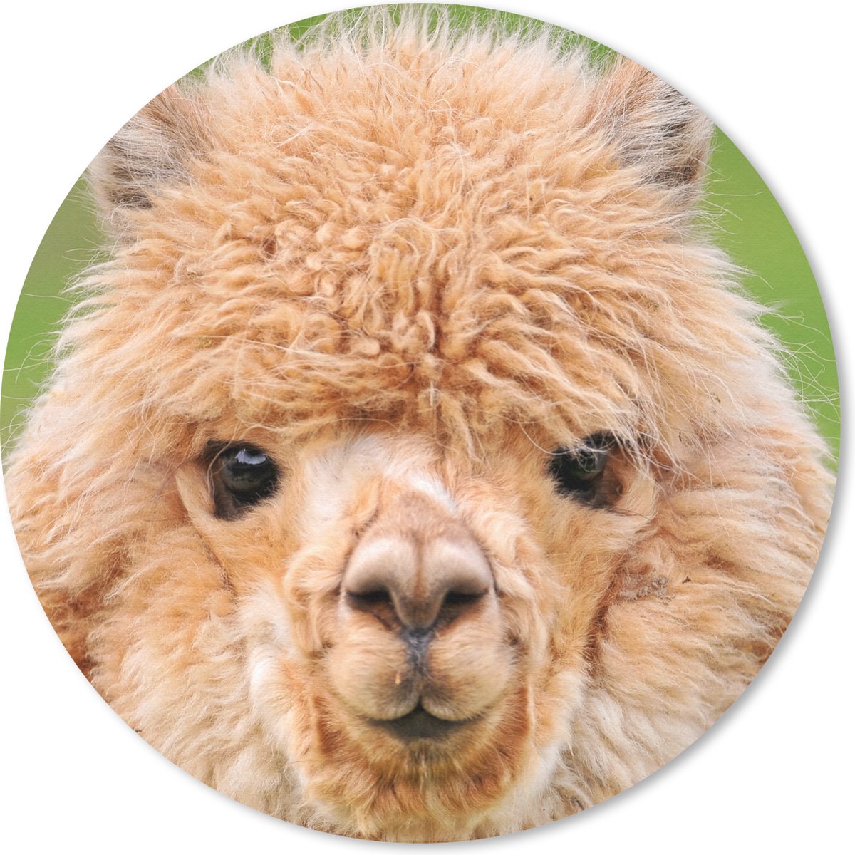 Muismat rond 50x50 cm - Mousepad Alpaca - Wol - Bruin - Ronde muismatten