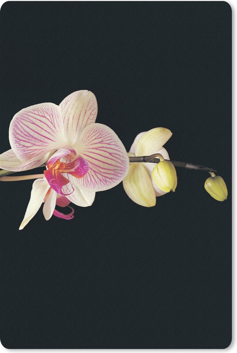Muismat 18x27 cm - Mousepad Orchidee - Bloemen - Zwart - Roze - Knoppen - Muismatten