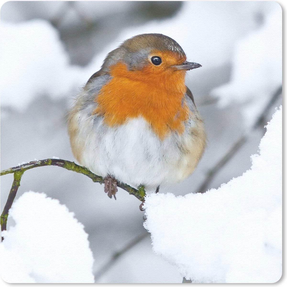 Muismat 30x30 cm - Mousepad Roodborstje - Sneeuw - Winter - Muismatten