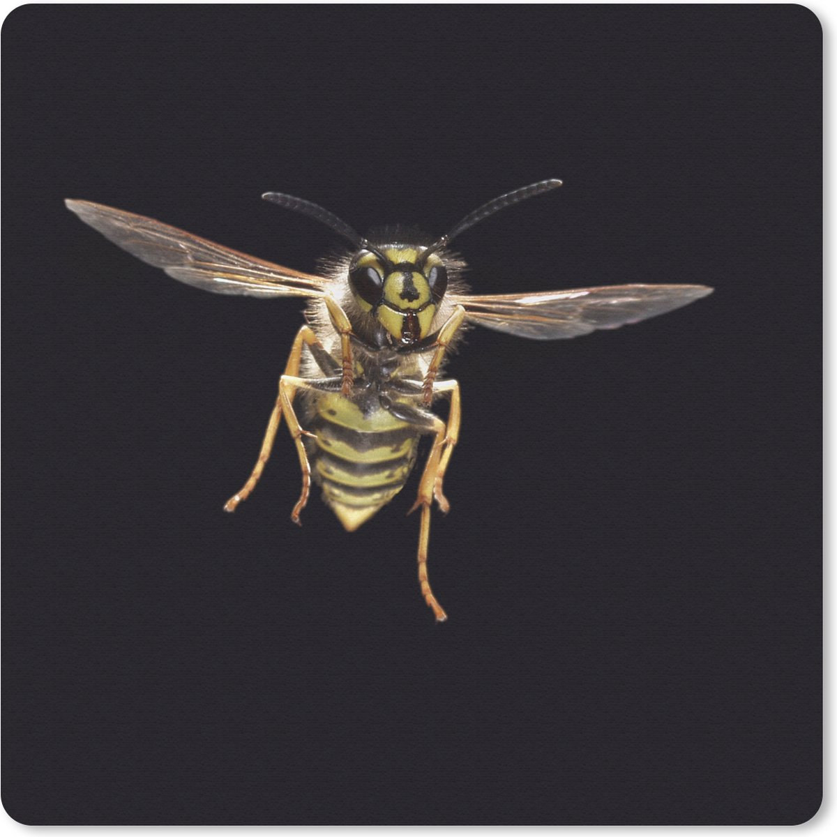 Muismat 30x30 cm - Mousepad Wesp - Insecten - Portret - Muismatten