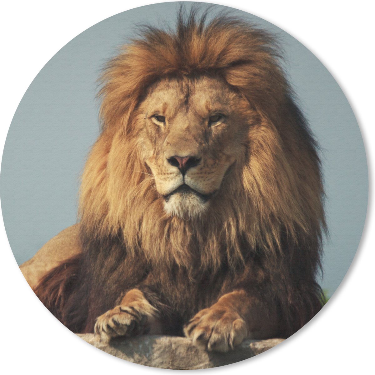 Muismat rond 40x40 cm - Mousepad Leeuw - Rots - Portret - Ronde muismatten