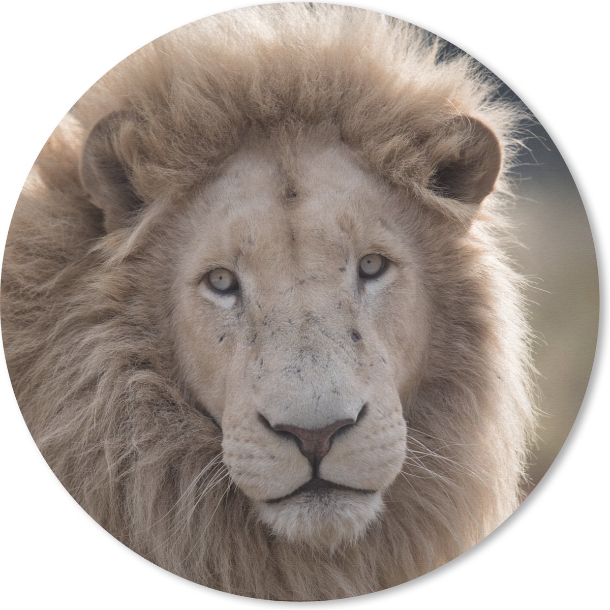 Muismat rond 20x20 cm - Mousepad Leeuw - Dier - Wit - Ronde muismatten