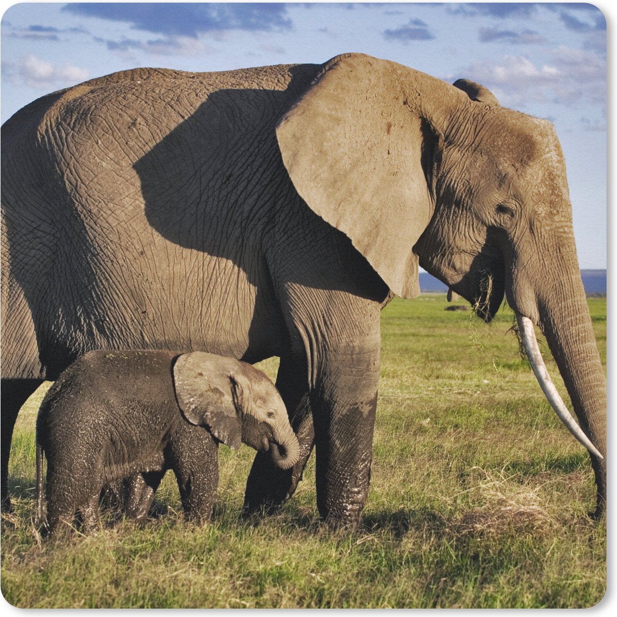 Muismat 30x30 cm - Mousepad Olifant - Dieren - Grasvlakte - Groen - Grijs - Muismatten