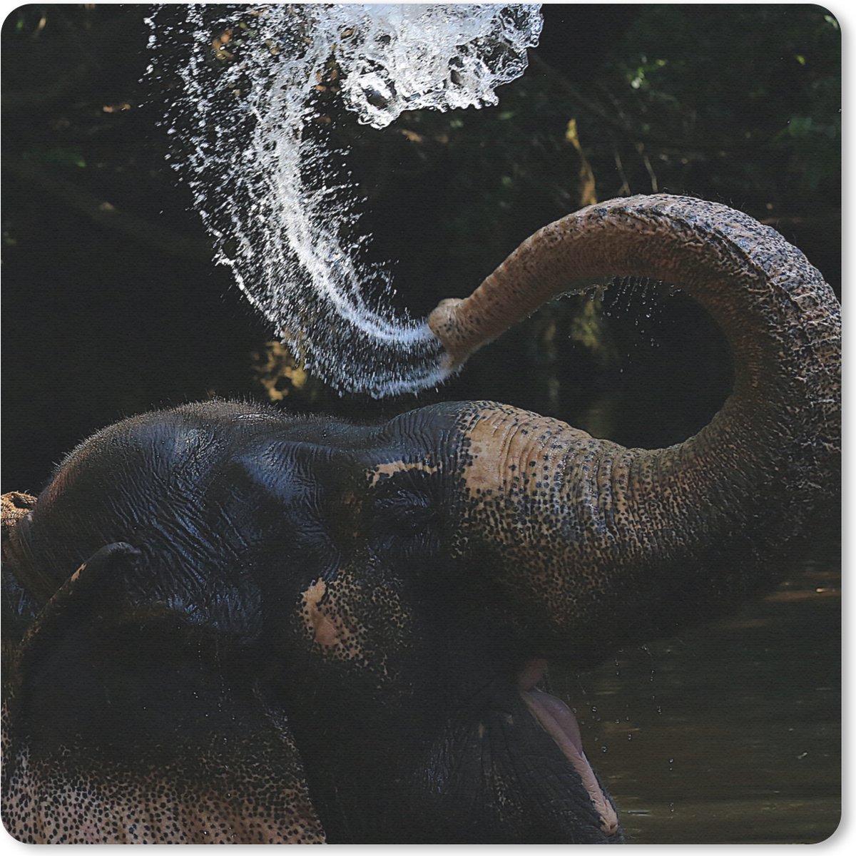 Muismat 20x20 cm - Mousepad Olifant - Water - Slurf - Dieren - Natuur - Muismatten
