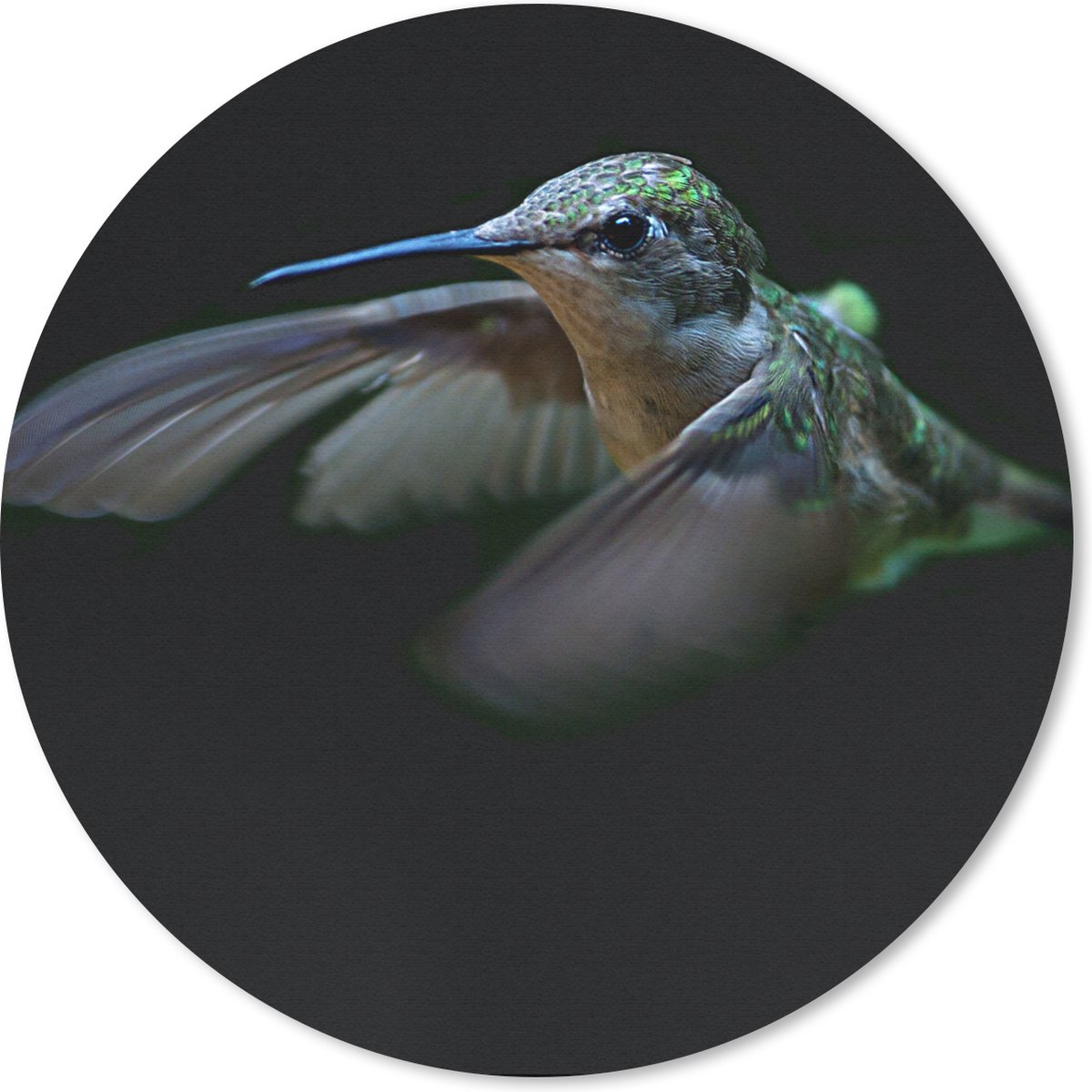 Muismat rond 50x50 cm - Mousepad Kolibrie - Vogel - Veren - Zwart - Ronde muismatten
