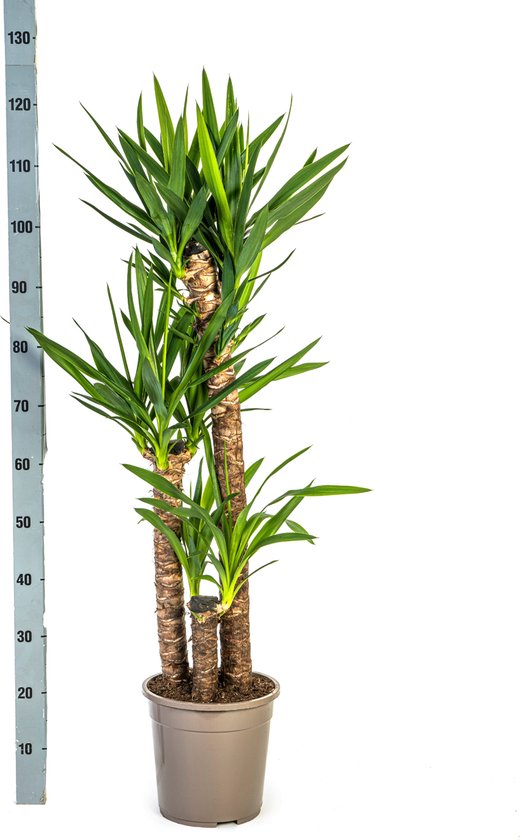 Yucca gant galement connu sous le nom de Lys Palmier, Plante d'intrieur  verte,... | bol