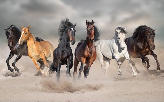 Dieren poster galopperende paarden in het zand - 84 x 52 cm - Kinderkamer deco posters met paard - Kinderposters - Cadeau paardenliefhebber