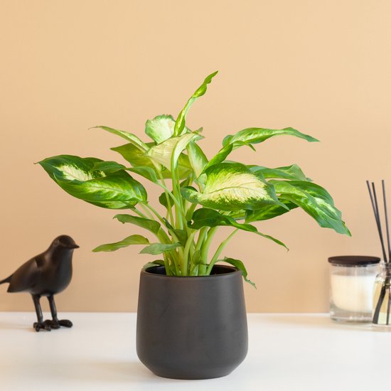 12 mooiste Dieffenbachia soorten op een rijtje 8 Dieffenbachia Camilla