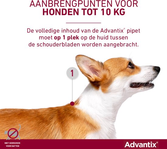 Close-up van een corgi met het nummer 1 op de schoft, aangevend aanbrengpunt.
