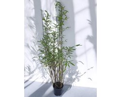 Fargesia Nitida Black Pearl bamboe planten - Set van 8 - Niet woekerende zwarte bamboe - 110+ cm in 2.5 Liter pot (18 cm diameter) - Winterhard - Groenblijvend - Bamboe - Fargesia - Bamboe en Siergrassen