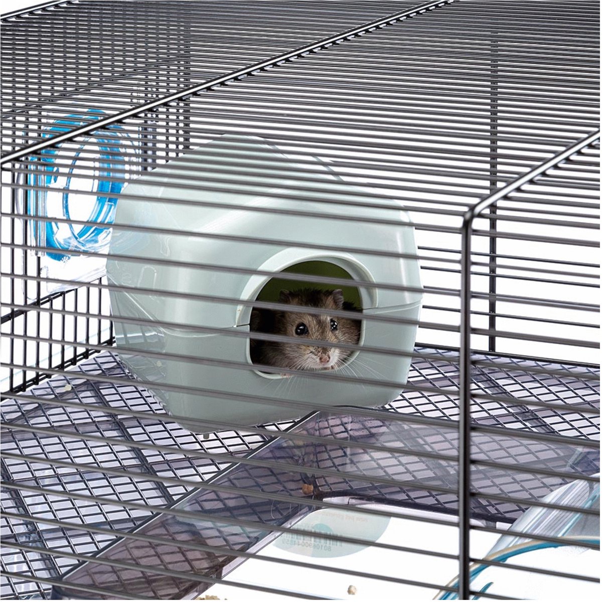 Syrische Goudhamster of Russische dwerghamster - welke past bij jou