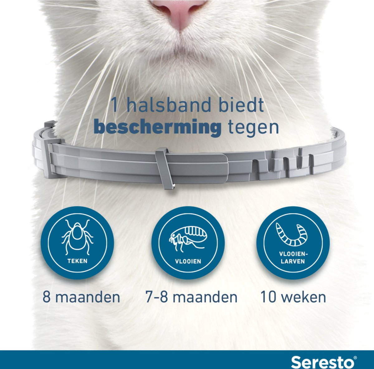 Seresto teken- en vlooienband kat 38 cm thumbnail 2