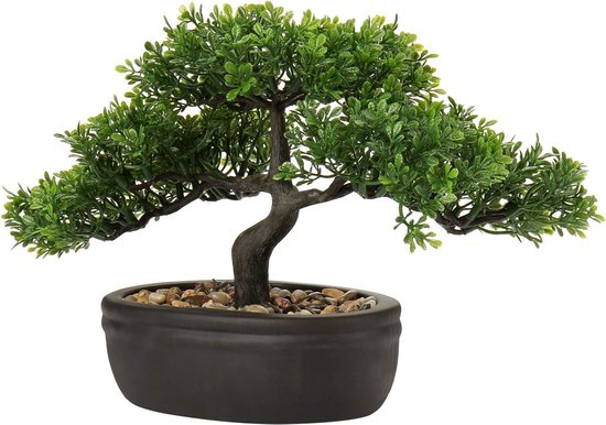 Bonsai potentilla – Bonsai winkel