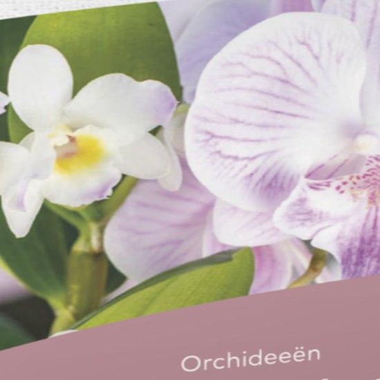Roze en witte orchideeën met gele accenten en groene bladeren.
