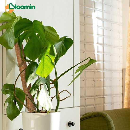 Monstera plant met grote bladeren, ondersteund door een kokos potstok, in een pot.