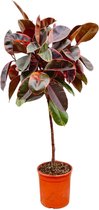 Bontgekleurde rubberboom op stam (Ficus Elastica Belize) voor binnenruimtes, 130 cm hoog, ø24