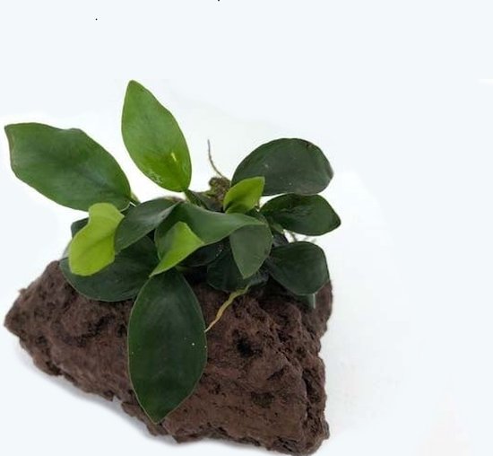 Foto: Moerings lavasteen met anubias waterplant