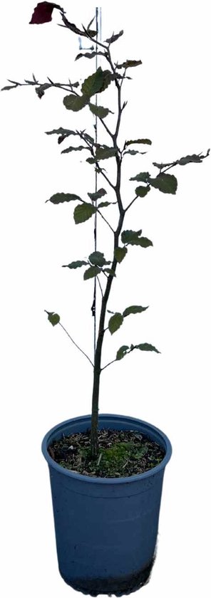 Jonge rode beuk in een blauwe pot, 40-60 cm hoog, tegen een witte achtergrond.