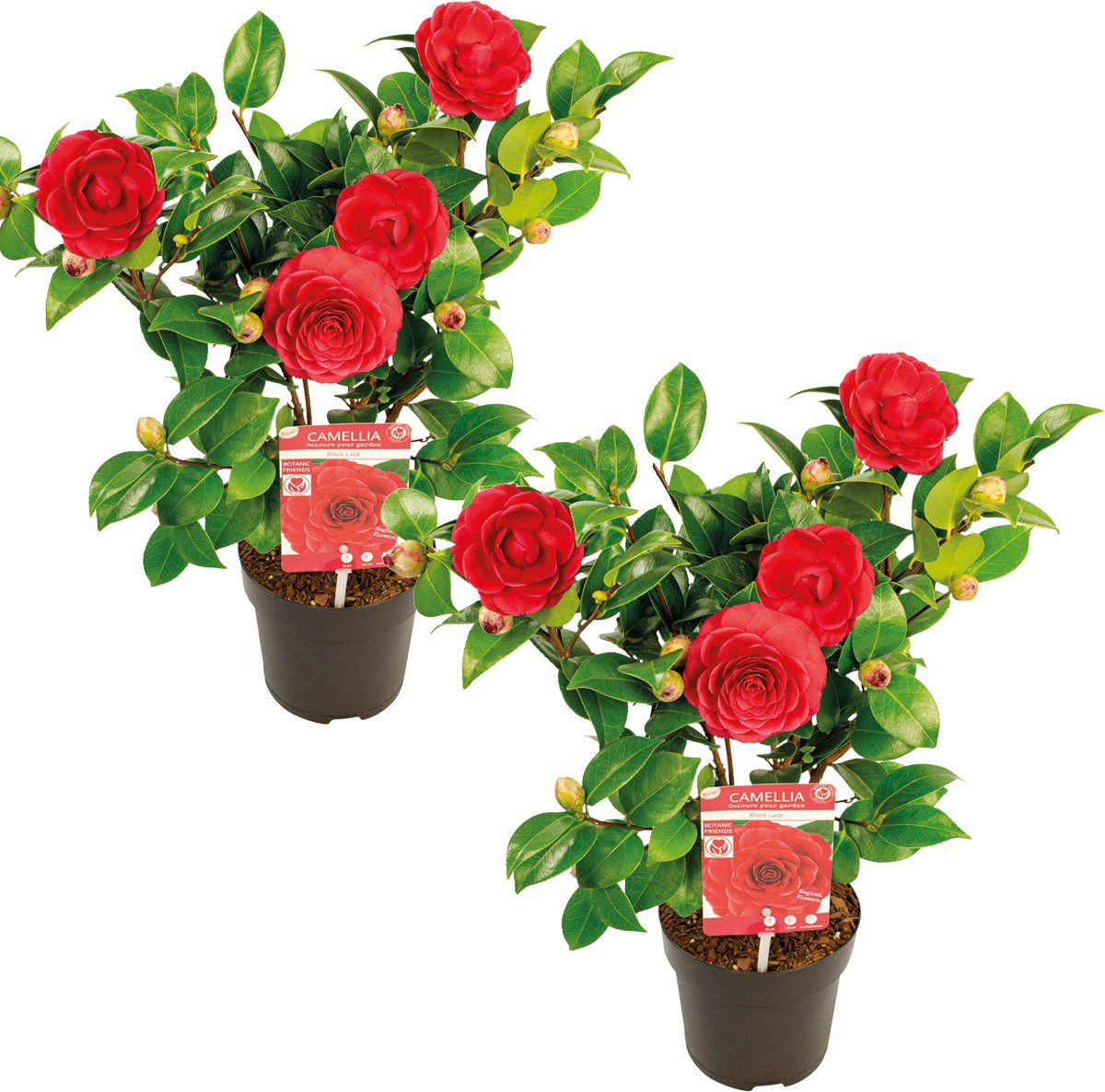 Bloomique - Set van 2 - Camellia Japonica Black Lace - Japanse Roos - Rood - Tuinplanten - Groenblijvend - Winterhard - Hoogte 40-60 cm - Pot 15 cm