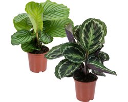 Bloomique - Set van 2 Calathea - Medaillon en Orbifolia - Pauwenplant - Kamerplanten - Luchtzuiverend - Diervriendelijk - Hoogte 40-50 cm - Pot 14 cm