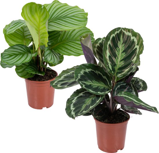 Bloomique - Set van 2 Calathea - Medaillon en Orbifolia - Pauwenplant - Kamerplanten - Luchtzuiverend - Diervriendelijk - Hoogte 40-50 cm - Pot 14 cm