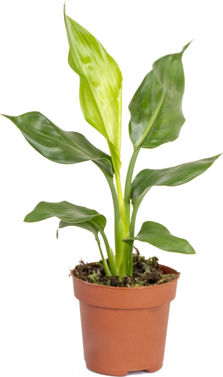 Bol.com Bloomique - Strelitzia Reginae - Paradijsvogelplant - Paradijsvogelbloem - Kamerplanten - Luchtzuiverend - Gemakkelijk t... aanbieding