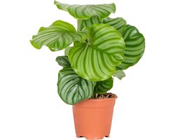 Bloomique - Calathea Orbifolia - Pauwenplant - Kamerplanten - Luchtzuiverend - Diervriendelijk - Hoogte 40-50 cm - Pot 14 cm