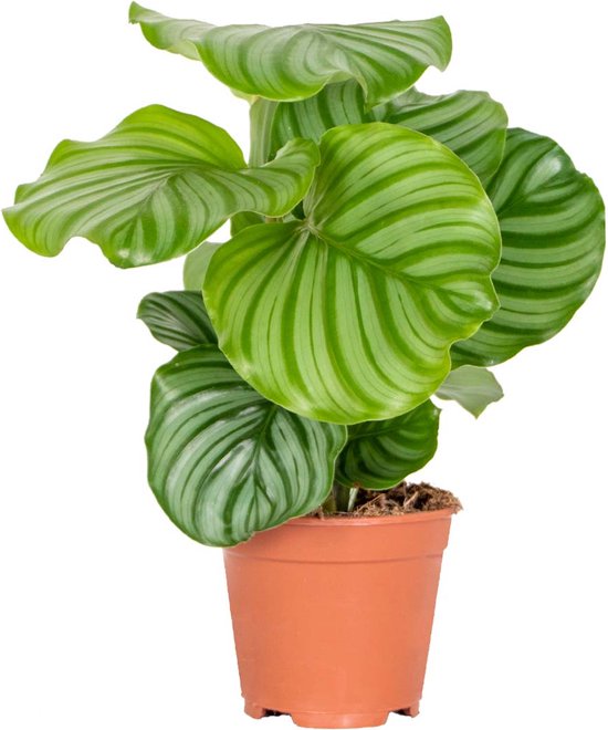 Calathea Orbifolia