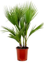 Bloomique - Washingtonia Robusta - Mexicaanse Waaierpalm - Palmboom Winterhard - Tuinplanten - Hoogte 80-100 cm - Pot 21 cm