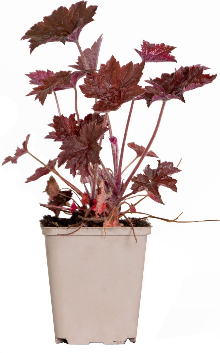 Bloomique - Heuchera Micrantha Palace Purple - Purperklokje - Tuinplanten - Winterhard - Diervriendelijk - Hoogte 10-20 cm - Pot 9x9 cm
