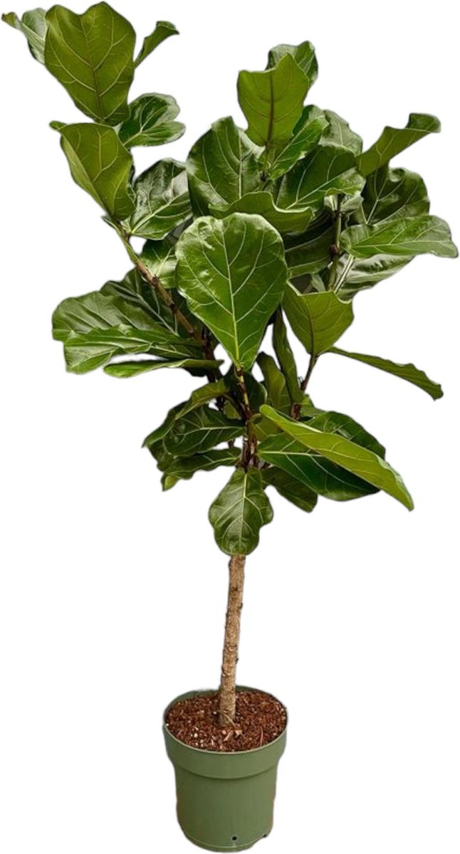 Green Harmony | Ficus Lyrata stam - 160 cm - Ø27