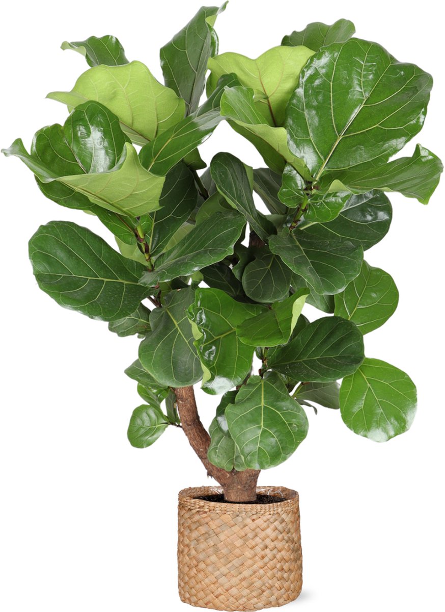 Green Harmony | Ficus Lyrata (vertakt) Ø27cm 130cm in Albury NATURAL mand