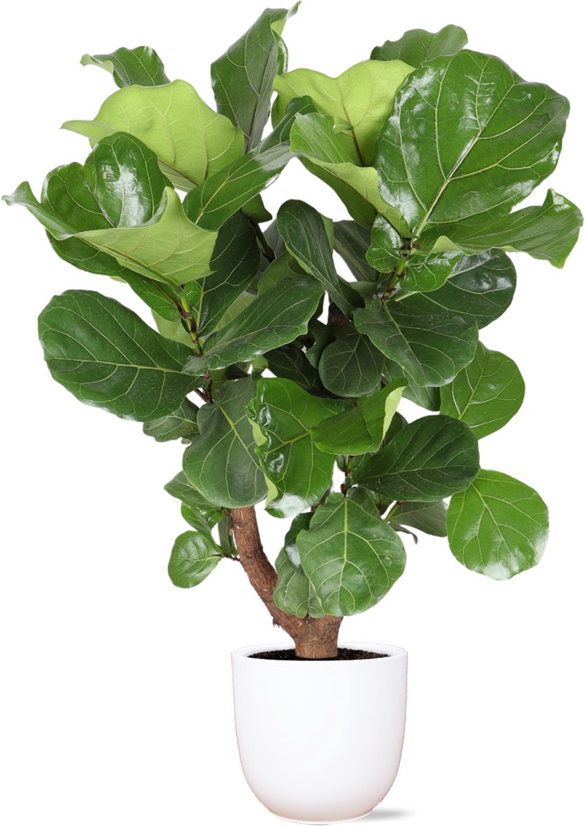 Green Harmony | Ficus Lyrata (vertakt) Ø27cm 130cm in Boule WIT pot
