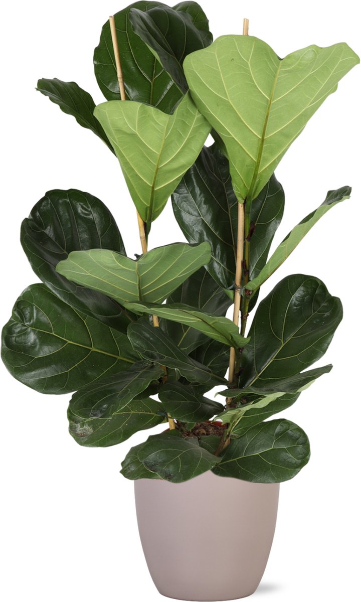 Green Harmony | Ficus Lyrata Ø24cm 110cm in Boule TAUPE pot