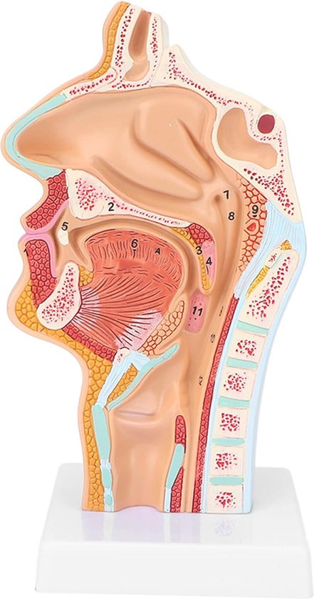 Anatomie Van Neus, Mond En Larynx. Een Uitgebreide En Gedetailleerde Anatomie Van De Menselijke Keel En Mond Voor Studie En Onderz Vector Illustratie - Illustratie van fysiologie, onderzoek: 339621927