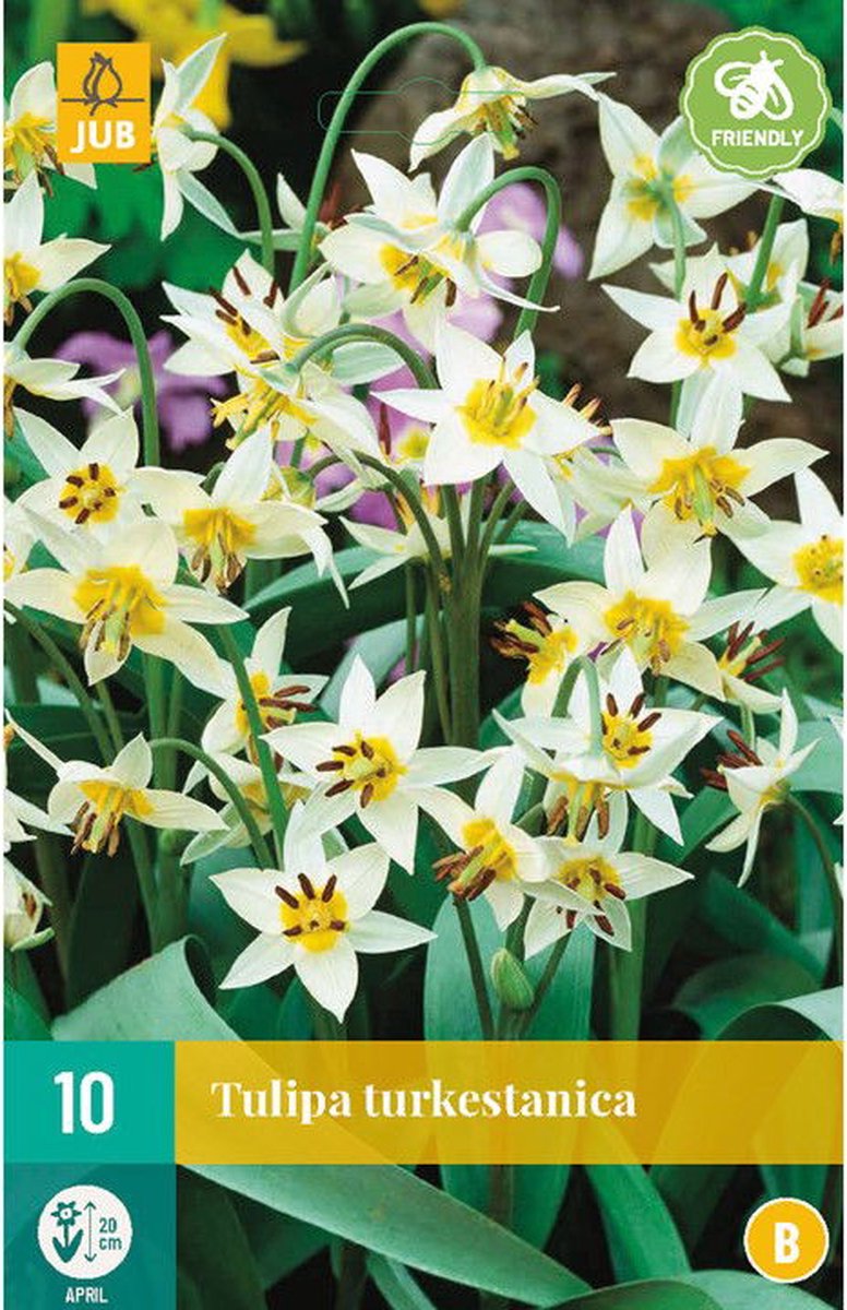JUB - Tulipa turkestanica