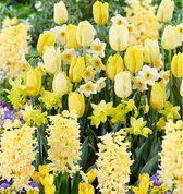 40x Bollenmix 'Border Garden Yellow' - Crocus + Narcissus + Hyacinthus + Tulipa - Gele bloemen - 40 bloembollen